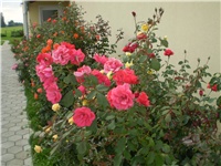 68c1b37e-Picture 543.jpg